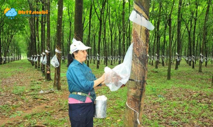 Binh Phuoc Duoc Menh Danh La Thu Phu Cua Cac Loai Cay Cong Nghiep
