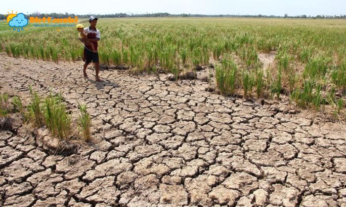 Khi Hau Nong Am Mua Nhieu La Moi Truong Ly Tuong De Sau Benh