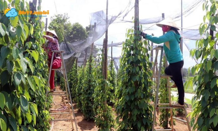 Thoi Tiet Binh Phuoc Giup Cac Loai Cay Cong Nghiep Phat Trien Vuot Troi